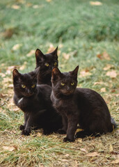 Naklejka na ściany i meble Three black kittens look at something with an angry look