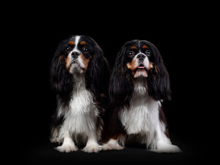 Portrait of Cavalier King Charles Spaniel Dog on Isolated Black Background