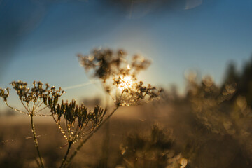 Green grass and flowers  under water dew drops sunny day light close-up. Sunrise summer meadow, tranquility and meditation 
