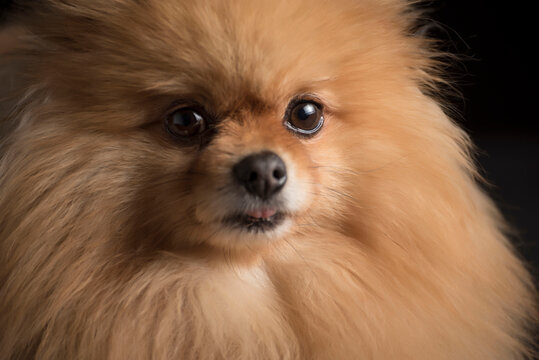 Closeup shot of a cute pomeranian puppy face