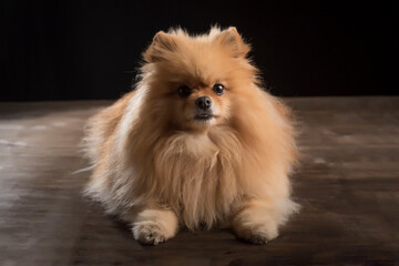 Cute pomeranian puppy sitting