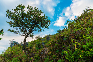 Beautiful mountain deep forest trekking path against blue sky in northern