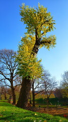 Baumgewächs in Wien