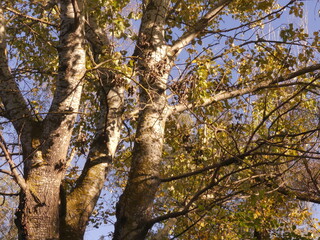 Autumn is the most beautiful (picturesque) season in the forest. Odessa region (Ukraine).