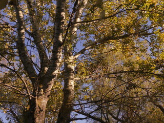 Fototapeta premium Autumn is the most beautiful (picturesque) season in the forest. Odessa region (Ukraine).