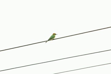 Green Bee Eater sitting on electric wire