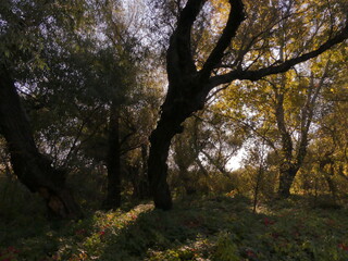 Autumn is the most beautiful (picturesque) season in the forest. Odessa region (Ukraine).