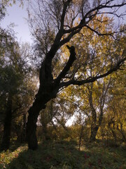 Autumn is the most beautiful (picturesque) season in the forest. Odessa region (Ukraine).