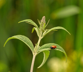 A ladybug sits on a flower at summer in jena