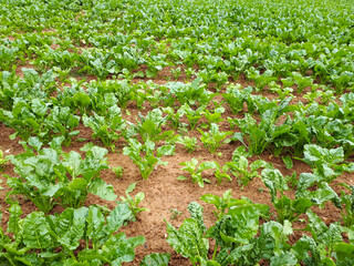 agricultural field with organic fresh plants, full frame