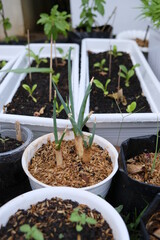 Regrowing green onions/ scallions in a pot.