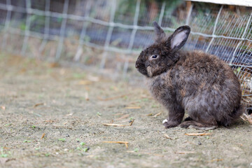 Small dark brown rabbit