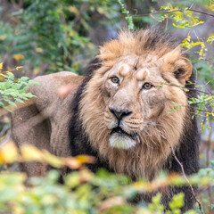 Lion à l'affut dans les branchages