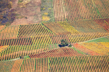 Vineyards in Autumn, View from the Wartberg, Heilbronn, Baden-Württemberg, Germany, Europe