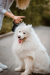 samoyed white dog walking outdoors in the park