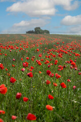 FIELD OF POPPIES