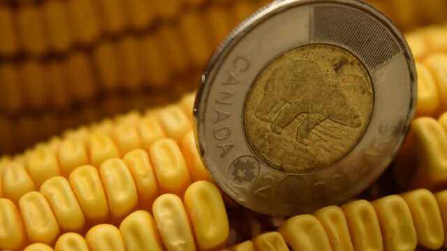 Canadian coin on ripe cob ft0209_0585 Moneda americana en mazorca madura