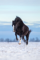 Hanoverian horse running on the snow in wintertime. Beautiful black stallion jumping and playing in the field outdoor
