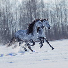 Two energy Andalusian horses running fast outdoors in the field. Two white horses galloping together on snow in winter background