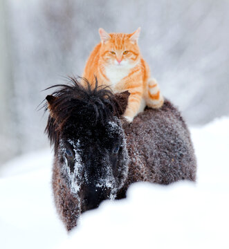 Red-headed cat sitting on horseback in wintertime. Big cat and black small horse walking together in the snow