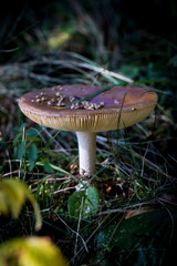 Forest mushrooms in nature, shot close-up macro photography.
