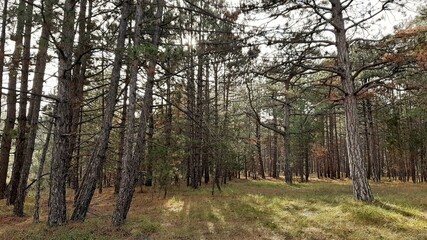 Naklejka premium trees in the forest