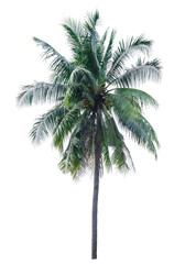 Fototapeta na wymiar One big coconut tree with clipping path on isolate white blackground.