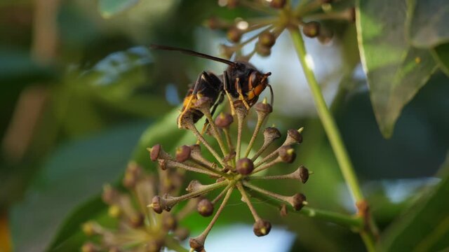 Velutina Wasp Eating On A Flower, Invasive Insect And Very Predatory Of Bees.