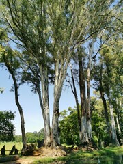 Fototapeta na wymiar trees on the farm