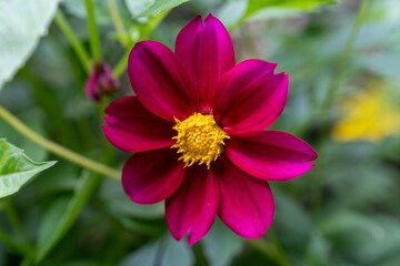 Obraz premium Strauchmargerite 