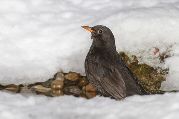 Amsel (Turdus merula) Männchen