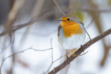 Rotkehlchen (Erithacus rubecula)