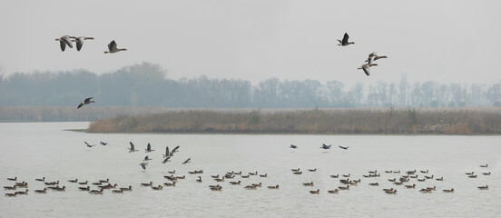Wildvögel im Herbst am Wasserruheplatz.