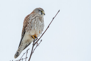 Turmfalke (Falco tinnunculus) Weibchen