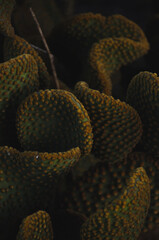 Cacti texture 