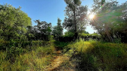 morning in the forest