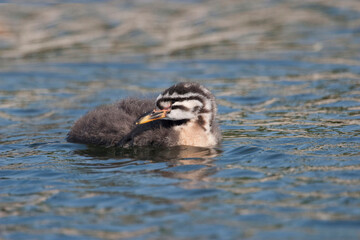 Young Red-necked Grebe, Podiceps grisegena, relaxed