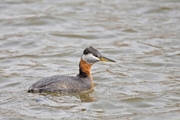 Red-necked Grebe, Podiceps grisegena, swimming