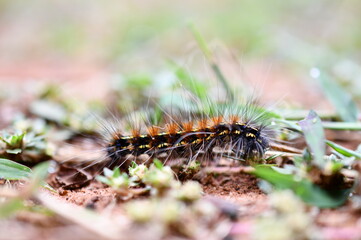 close up of caterpillar