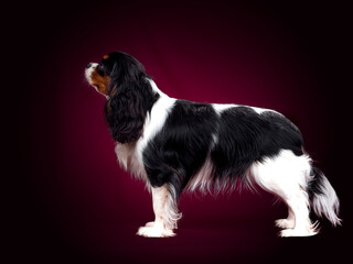 Beautiful Dog Cavalier King Charles Spaniel on a red background
