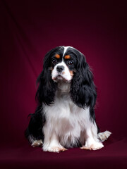 Beautiful Dog Cavalier King Charles Spaniel on a red background