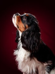 Beautiful Dog Cavalier King Charles Spaniel on a red background