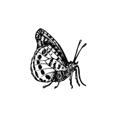 Plakat vector ink drawing butterfly