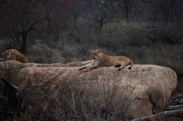 lioness lying on rock
