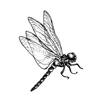 vector ink drawing dragonfly