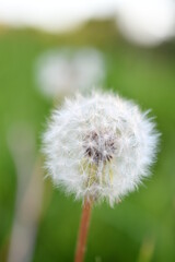 dandelion head