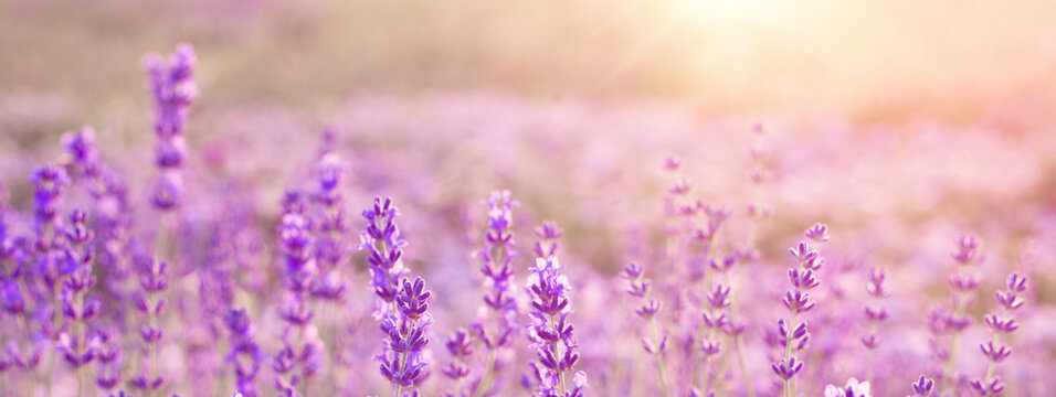 Beautiful image of lavender