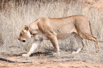 Lioness