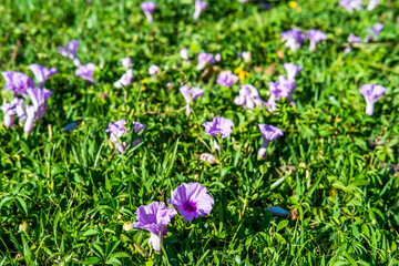 Fototapeta premium flowers in the grass