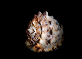 Isolated sea shell illuminated by side light on black background